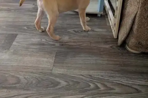 Found pets Jacksonville, photo: Found: Tan & White Puppy in Jacksonville