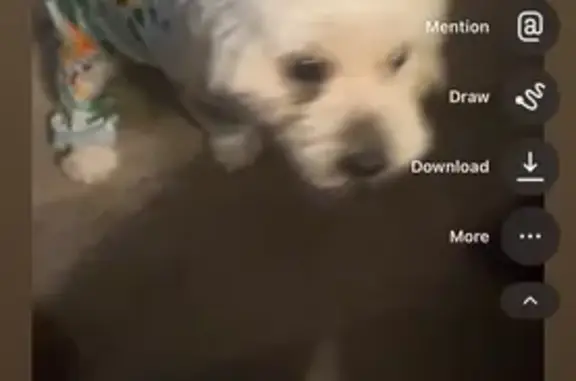 Missing White Dog in NYC: Help Find!