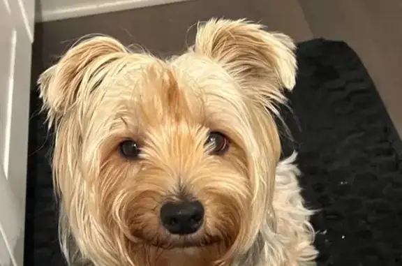 Help Find Kingston: Missing Yorkie Alert!