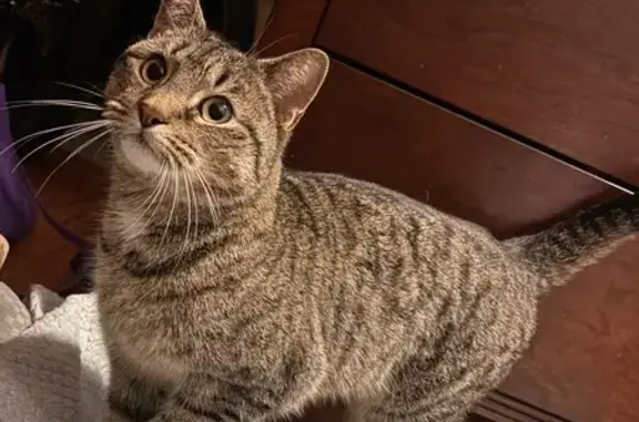 Found pets , photo: Friendly Gray Tabby Found at Bay 13 & Benson