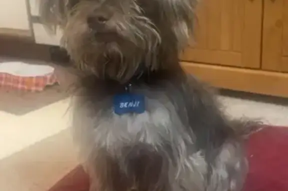 Lost pets Rockford, photo: Lost Morkie in Rockford: Help Find Him!