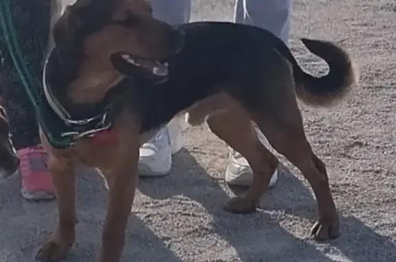 Missing dog Belleville, photo: Missing Dog: Black with Brown Paws, Belleville