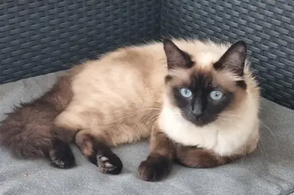 Animaux perdus Sainte-Savine, photo: Chat perdu à Sainte-Savine