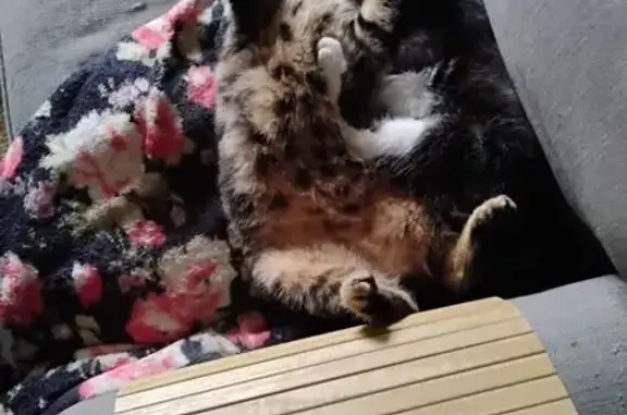 Chat bicolore perdu près clinique Toulouse - photo