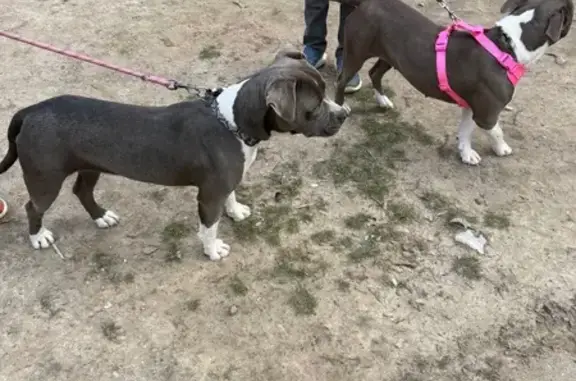 Found dog Arkansas City, photo: Found: Sweet Female Dogs in Arkansas