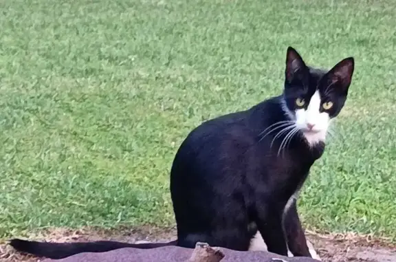 Missing cat Johannesburg, photo: Lost Tuxedo Cat Jesse - Delta Rd, Randburg