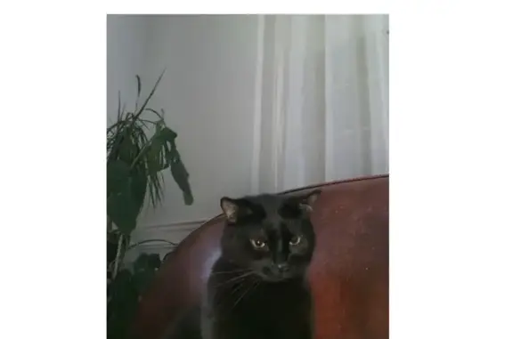 Disparition: grand chat noir à Toulon - photo