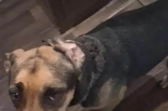 Missing dog Arlington, photo: Help Find Skittish Dog: Lost in Arlington