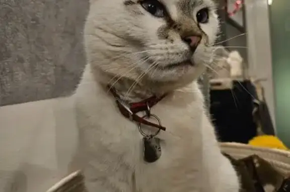 Chat perdu à Pulnoy, blanc et gris - photo