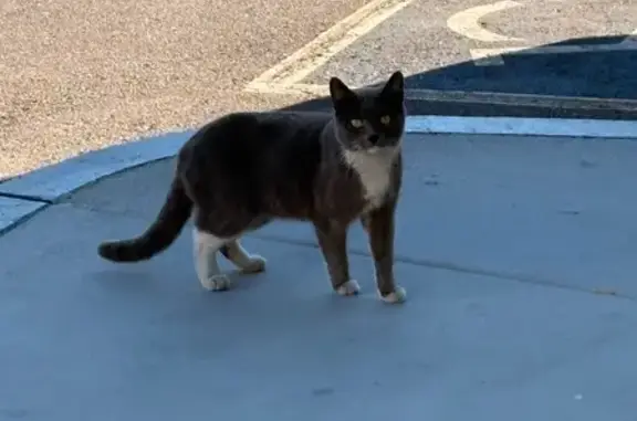 Found cat Arizona City, photo: Lost Cat Found at Goodyear Hotel