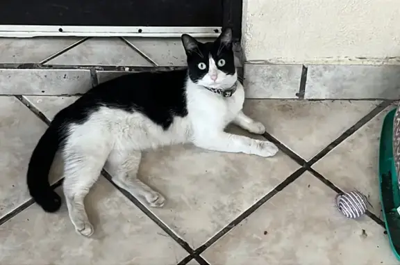 Anuncios de mascotas perdidas y encontradas, San Nicolas de los Garza, foto: ¡Ayuda! Gata Oreo Perdida en San Nicolás