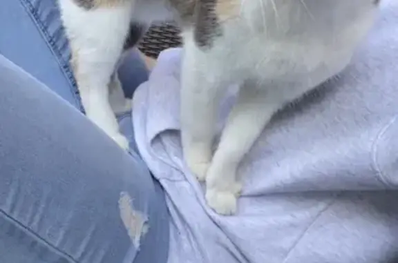 Animaux perdus , photo: Lilou, chat écaille perdu, Rue Croix Ste-Anne