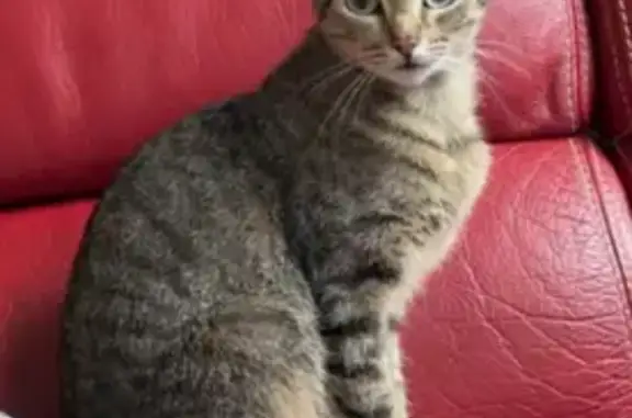 Petite chatte tigrée perdue à St Médard - photo