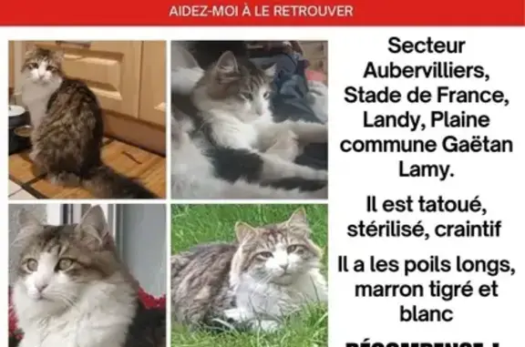 Chat perdu, tatoué, stérilisé, craintif - photo