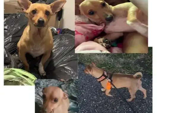 Lost pets Thornton, photo: Lost Dog: Unique Markings on Richmond Dr