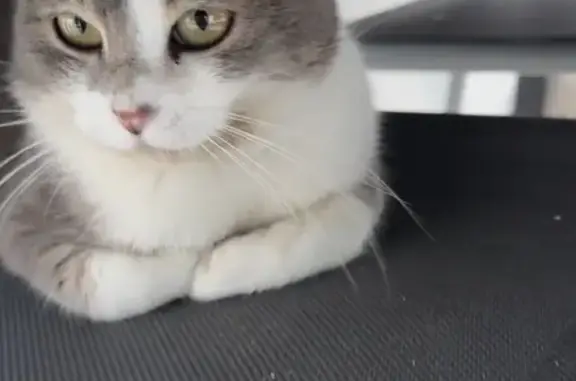 Chat perdu, Neuilly-Plaisance, photo: Chat perdu, mâle 5 ans, gris/blanc, Neuilly