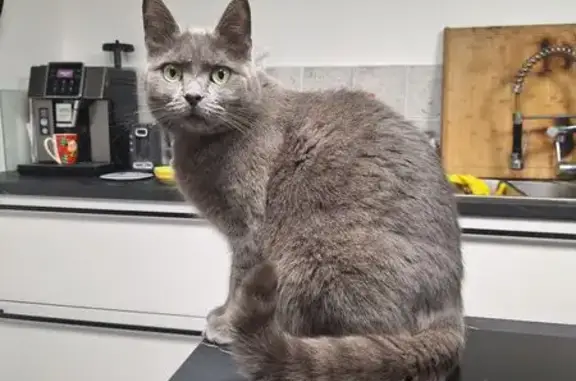 Chatte grise disparue à Aix-Noulette - photo