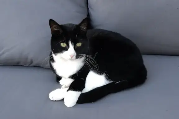 Lost pets Fort Collins, photo: Friendly Tuxedo Cat Missing in Fort Collins