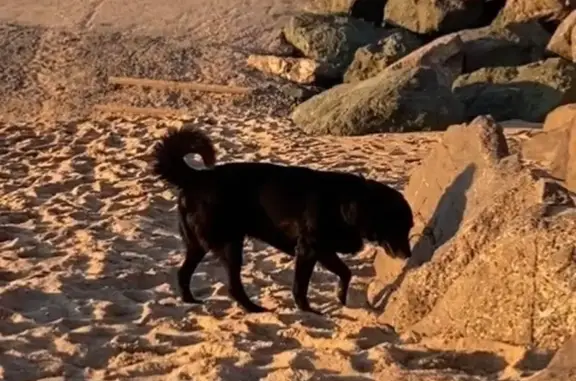 Chien perdu Nouvelle-Aquitaine, photo : Chien noir 13 ans sourd perdu Blanquefort