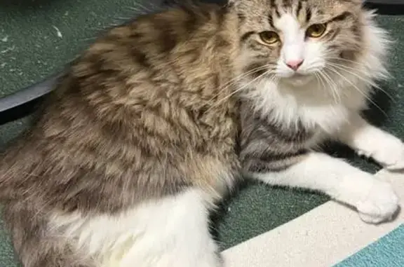 Missing cat , photo: Lost Lion-Cut Cat: Pom Pom Tail Alert!