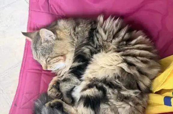 Chat perdu, Cabriès, photo: Chat roux tigre perdu à Cabriès