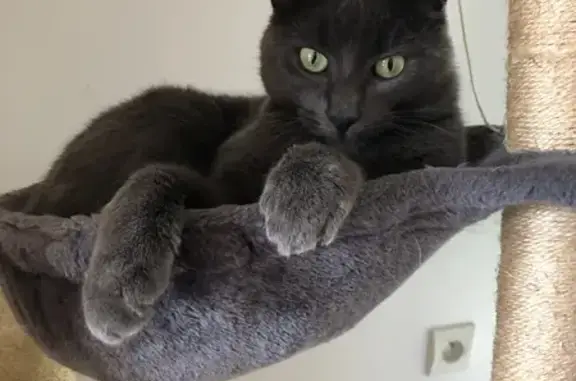 Animaux perdus , photo: Chat gris disparu à Campigny