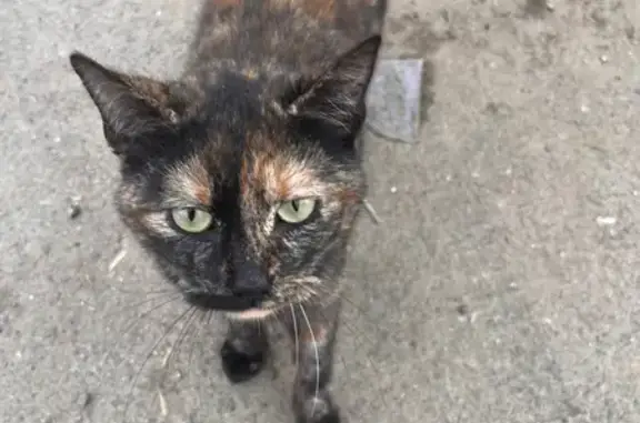 Chat trouvé , photo: Chatte écaille trouvée à Plumelin