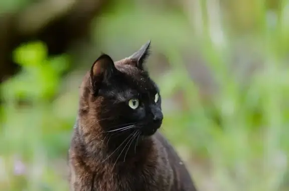Animaux perdus Périgueux, photo: Chat noir perdu à Périgueux