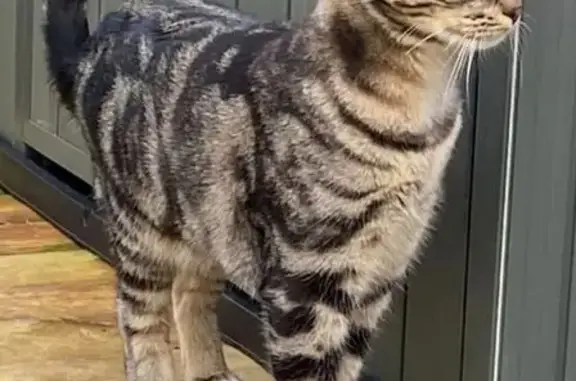 Chat perdu, Quimper, photo: Chat sociable disparu rue Descartes, Quimper