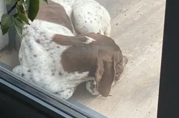 Animaux trouvés , photo: Chien trouvé, marron et blanc à Saint-Martin