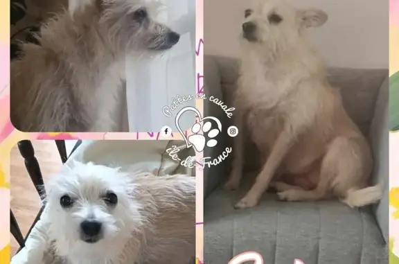 Chienne beige disparue à Argenteuil - photo