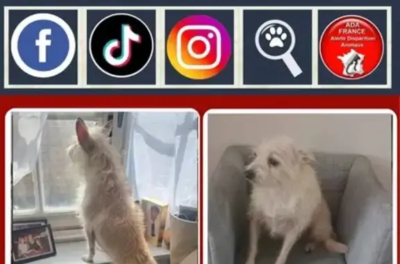 Chien perdu Argenteuil, photo : Chien disparu à Argenteuil : Salma, 8 ans