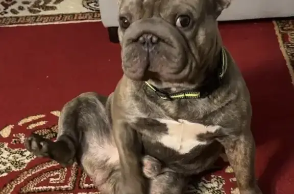 Missing dog Arlington, photo: ¡Perro Marrón Perdido en Arlington!