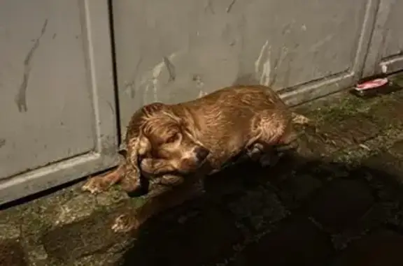 Chien trouvé Montreuil, photo: Chienne abandonnée rue de Paris, Montreuil