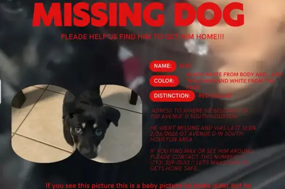 Lost Dog in South Houston: Help Needed!