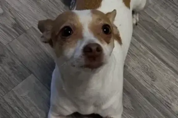 Missing Dog: Brown & White, Needs Meds