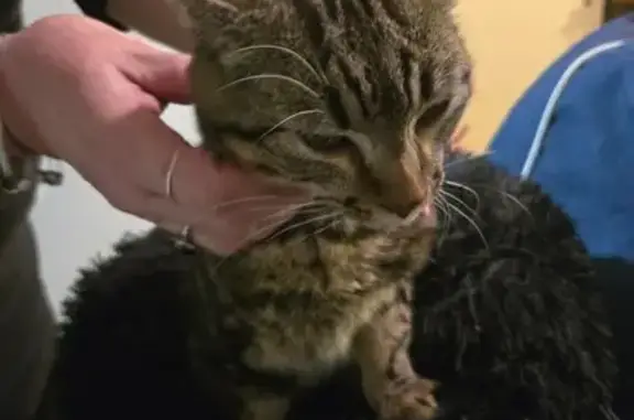 Animaux trouvés , photo: Chat sociable trouvé, queue cassée, Trois-Palis