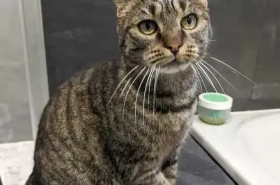 Animaux perdus , photo: Chat tigré gris perdu à Bourg-Saint-Christophe