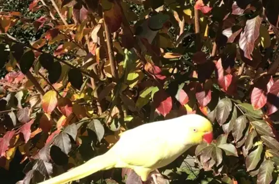 Lost pets , photo: Lost Yellow Ringneck: 14 Years Loved