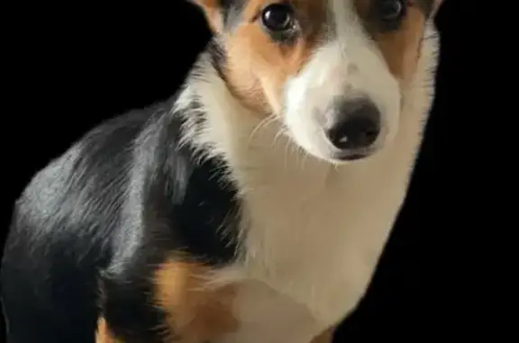 Lost Corgi: Skittish, Friendly, Small