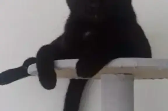 Chat noir Gucci perdu à Aix-les-Bains - photo