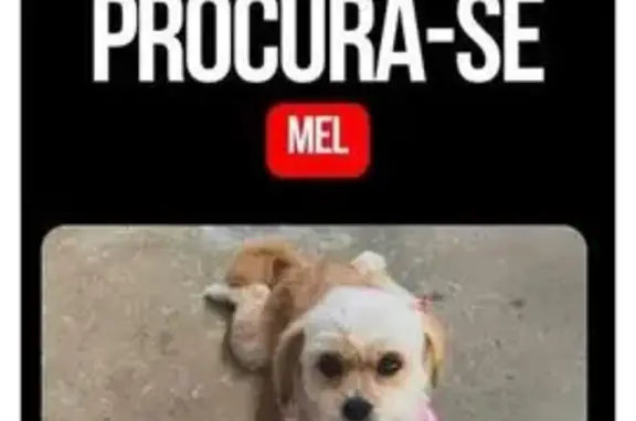 Cachorro perdido