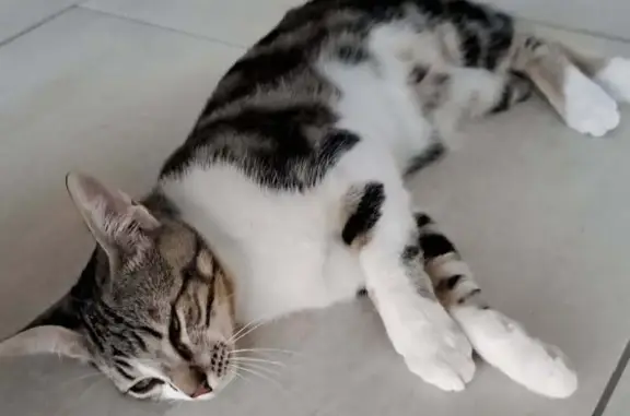 Animaux perdus Vernet, photo: Chat européen 6 mois perdu à Vernet