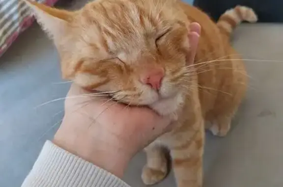 Chat roux de 6 ans disparu à Héric - photo
