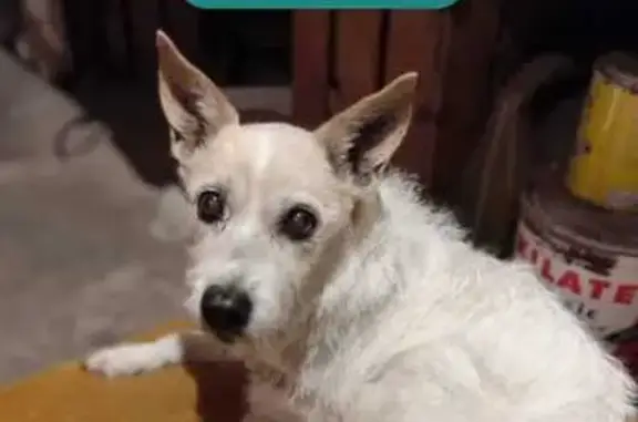 Perra Podenco Perdida en Belianes, Cataluña