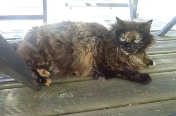 Chatte écaille disparue à Monterblanc - photo