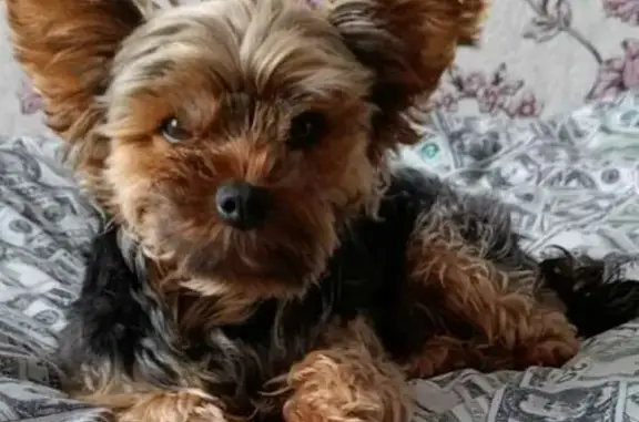 Зник йоркширський тер'єр у Коропі: винагорода!