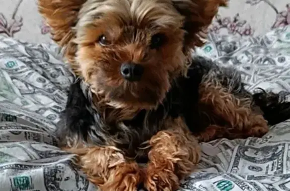 Зникла собака в Коропі: винагорода за пошук!