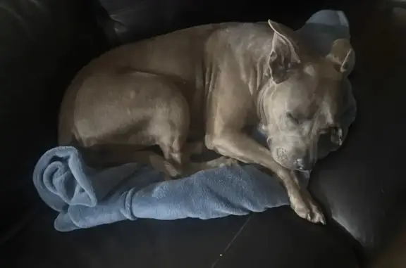 Missing Dog Alert: Gwydir, NSW