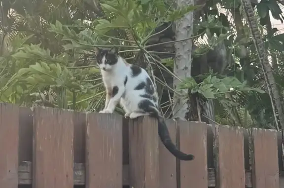 Missing: Friendly Cat Peanut in Waialua